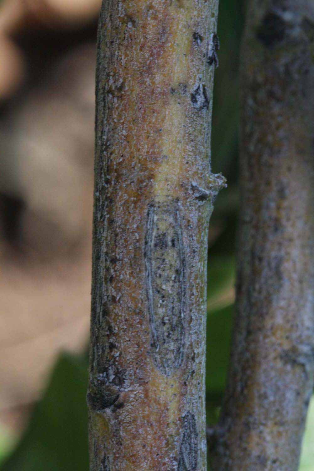              Second - third year twig (Riverside, CA)       